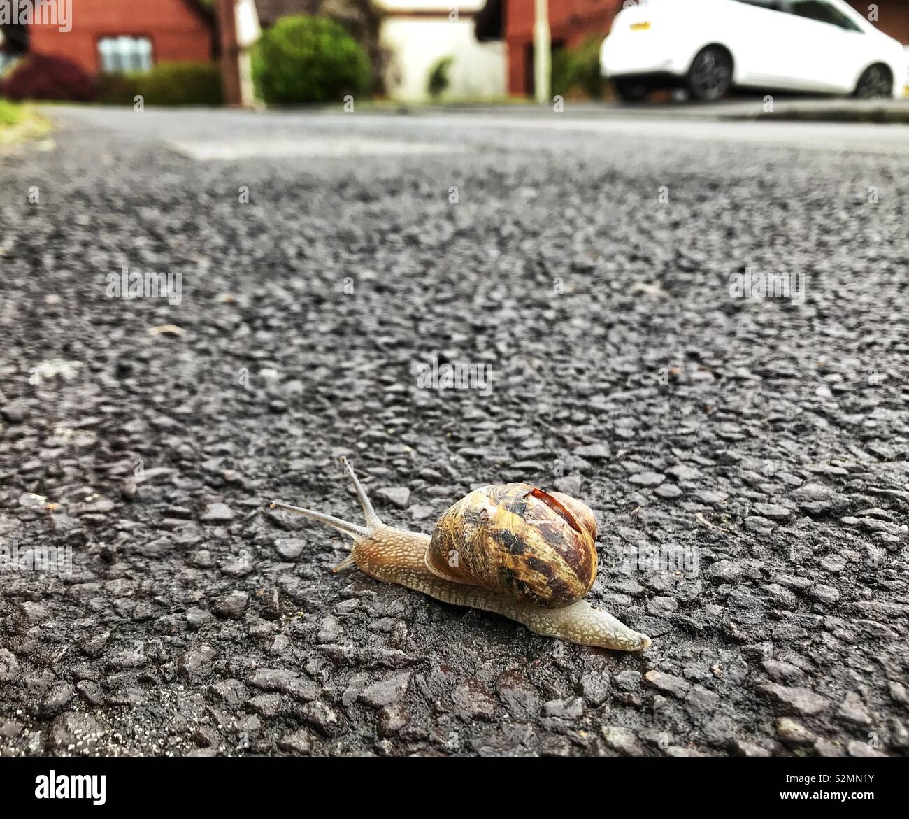 "Fast Start" - eine Schnecke auf einem Gehsteig in einer Wohnstraße mit Häusern im Hintergrund - Smartphone-aufgenommenes Stockfoto