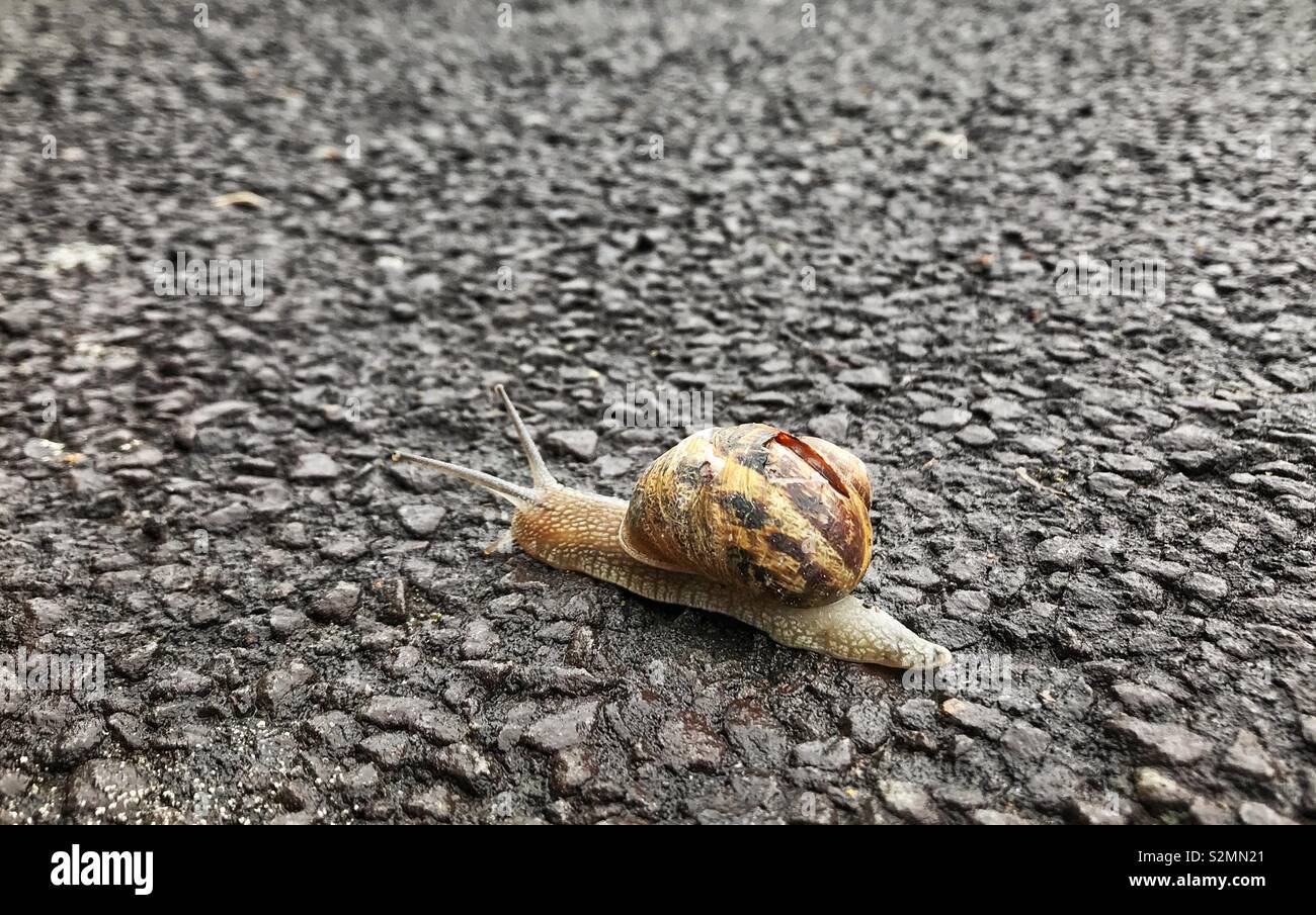 Im Schneckentempo - eine Schnecke kriechend über einen Bürgersteig - Smartphone-aufgenommenes Stockfoto