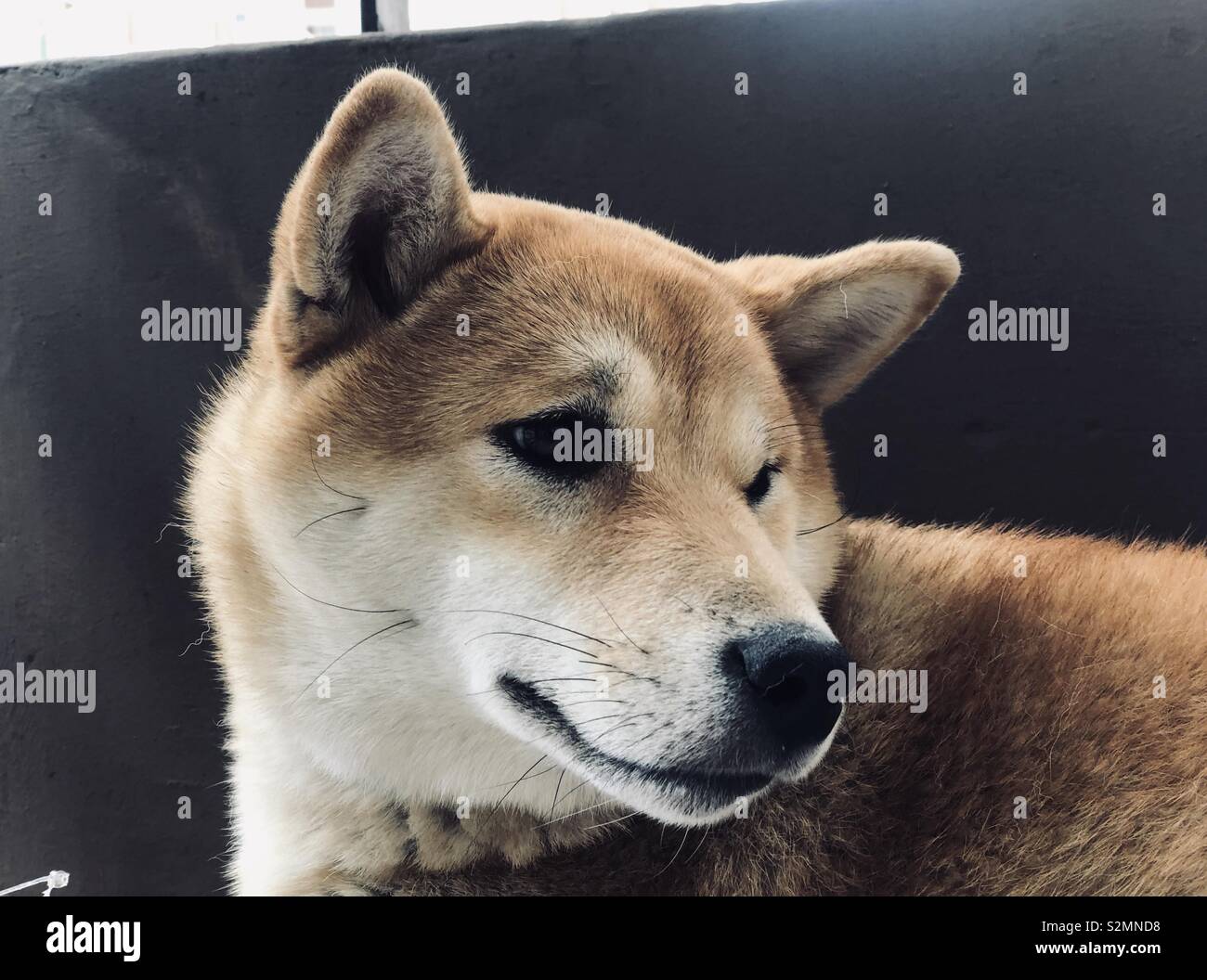 Shiba Inu Hund Portrait Stockfoto