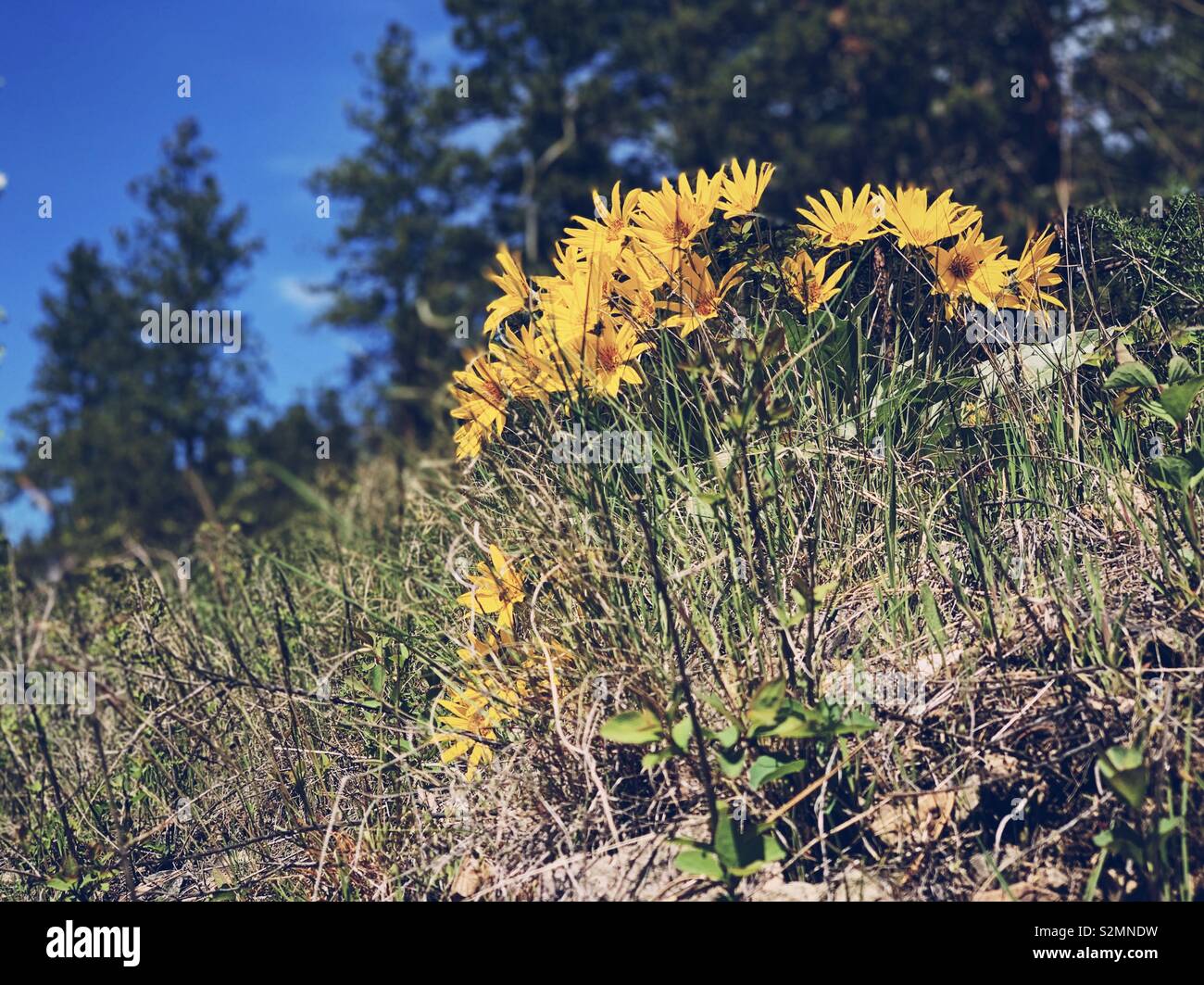 Gelbe Feder wild Sonnenblumen, Arrowleaf Balsamroot, im sonnigen Okanagan Valley an einem Frühlingstag. Stockfoto