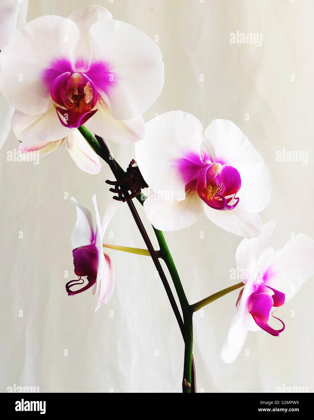 Orchidee - Smartphone-aufgenommenes Stockfoto