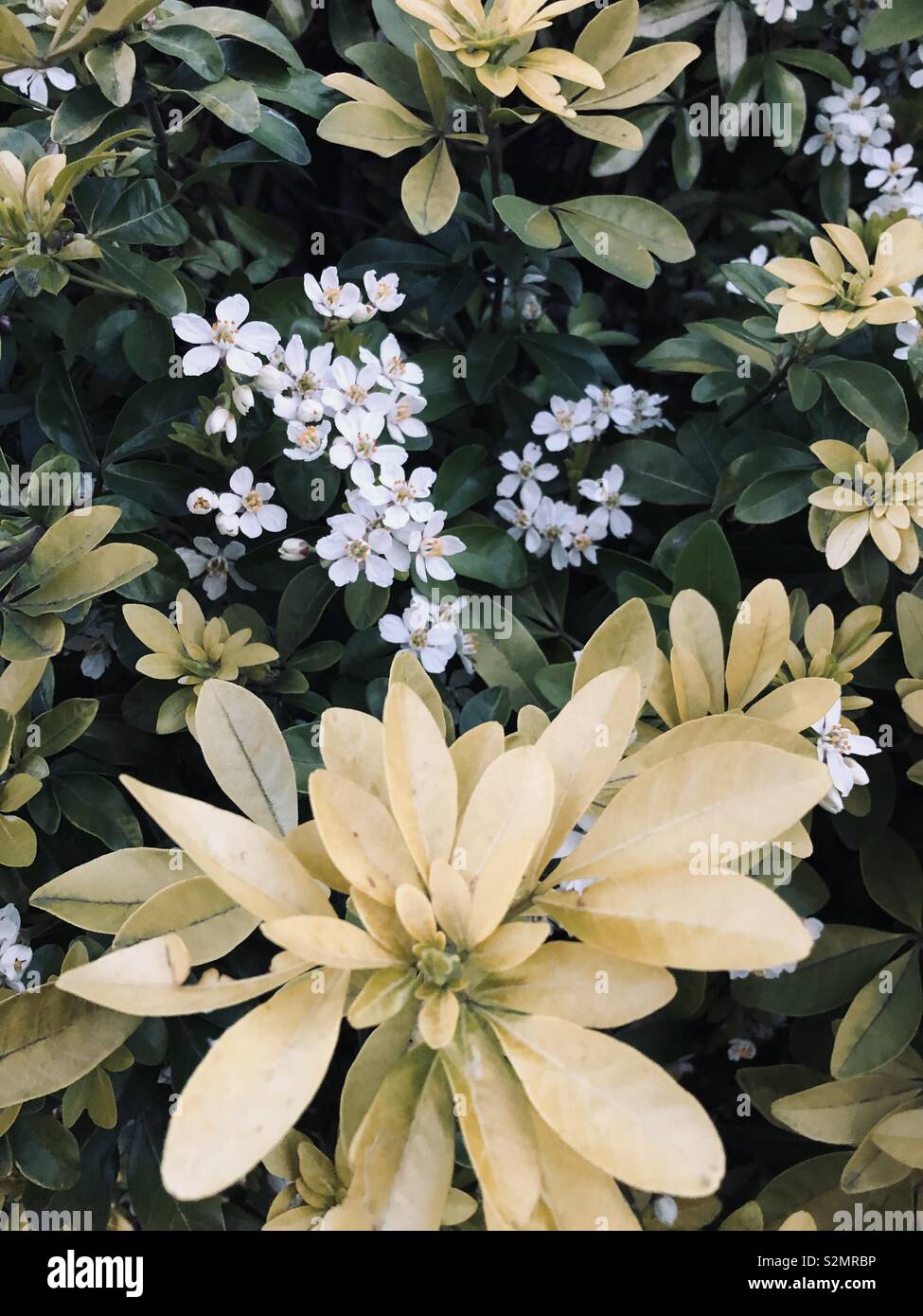 Ob klein Fotos und Bildmaterial in hoher Auflösung Alamy