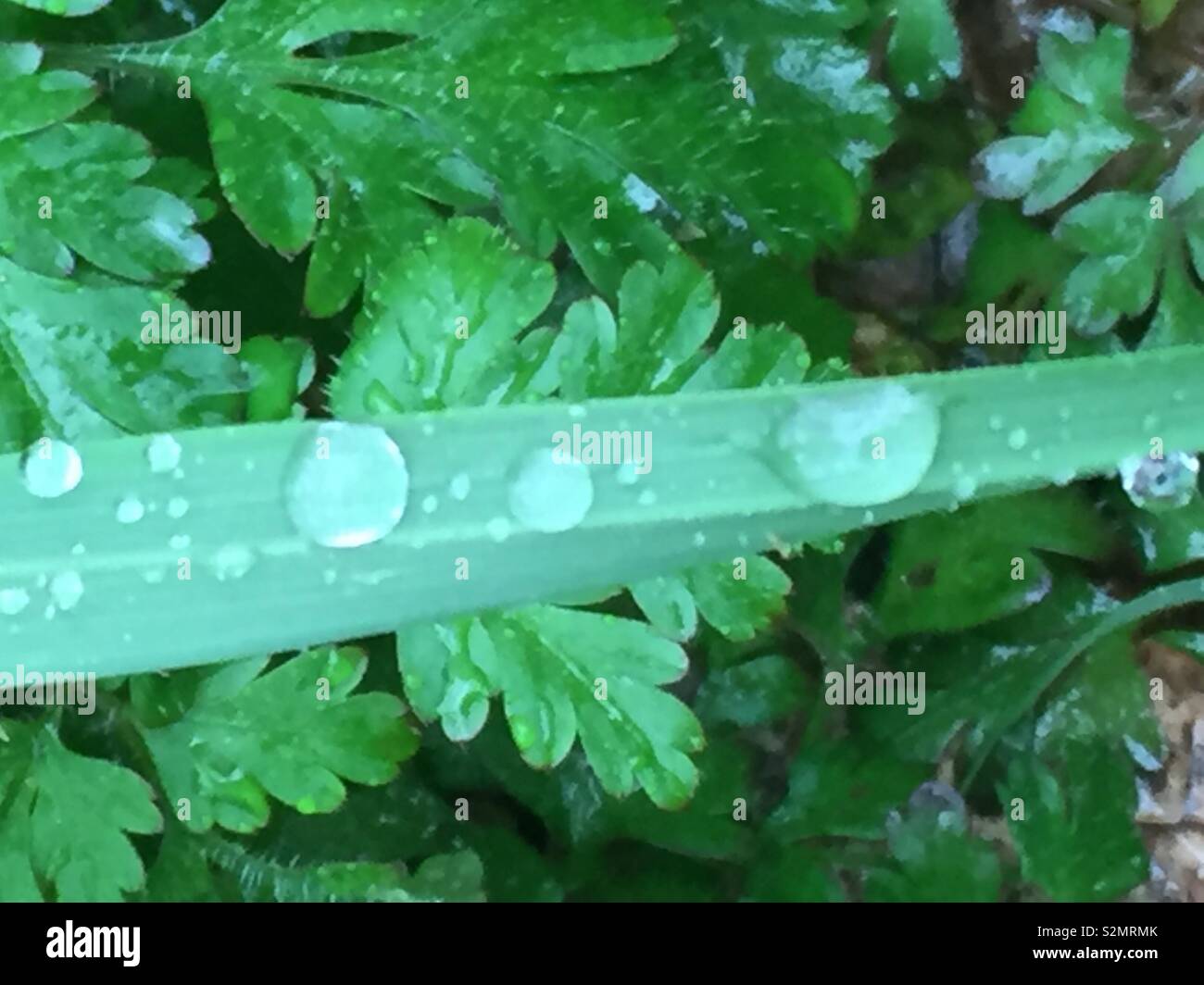 Regen fällt auf einen Grashalm Stockfoto