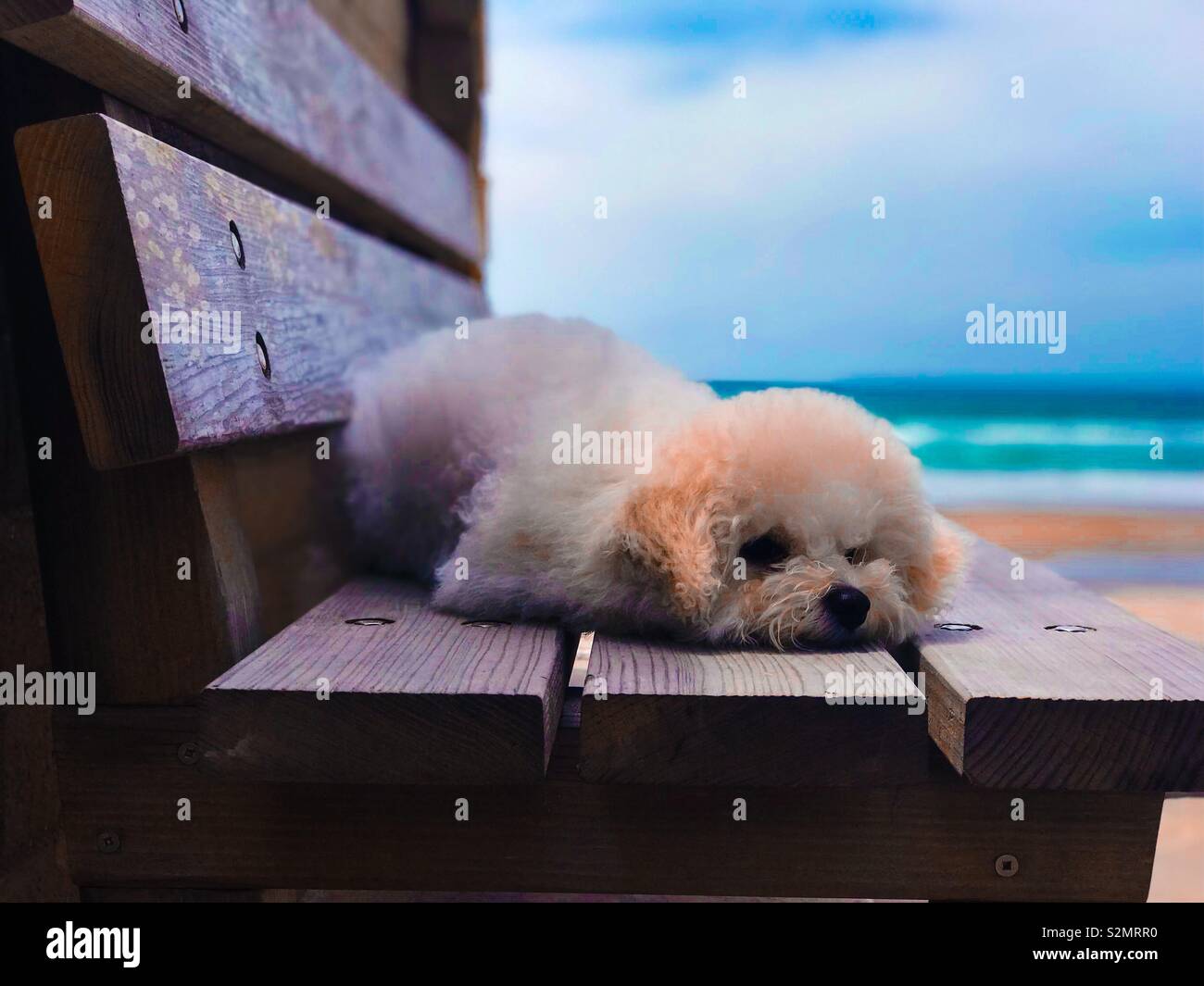 Sleepy Welpe liegend auf holzbank am Meer, mit türkis blau- und Violetttöne Hervorhebung der Szene. Stockfoto