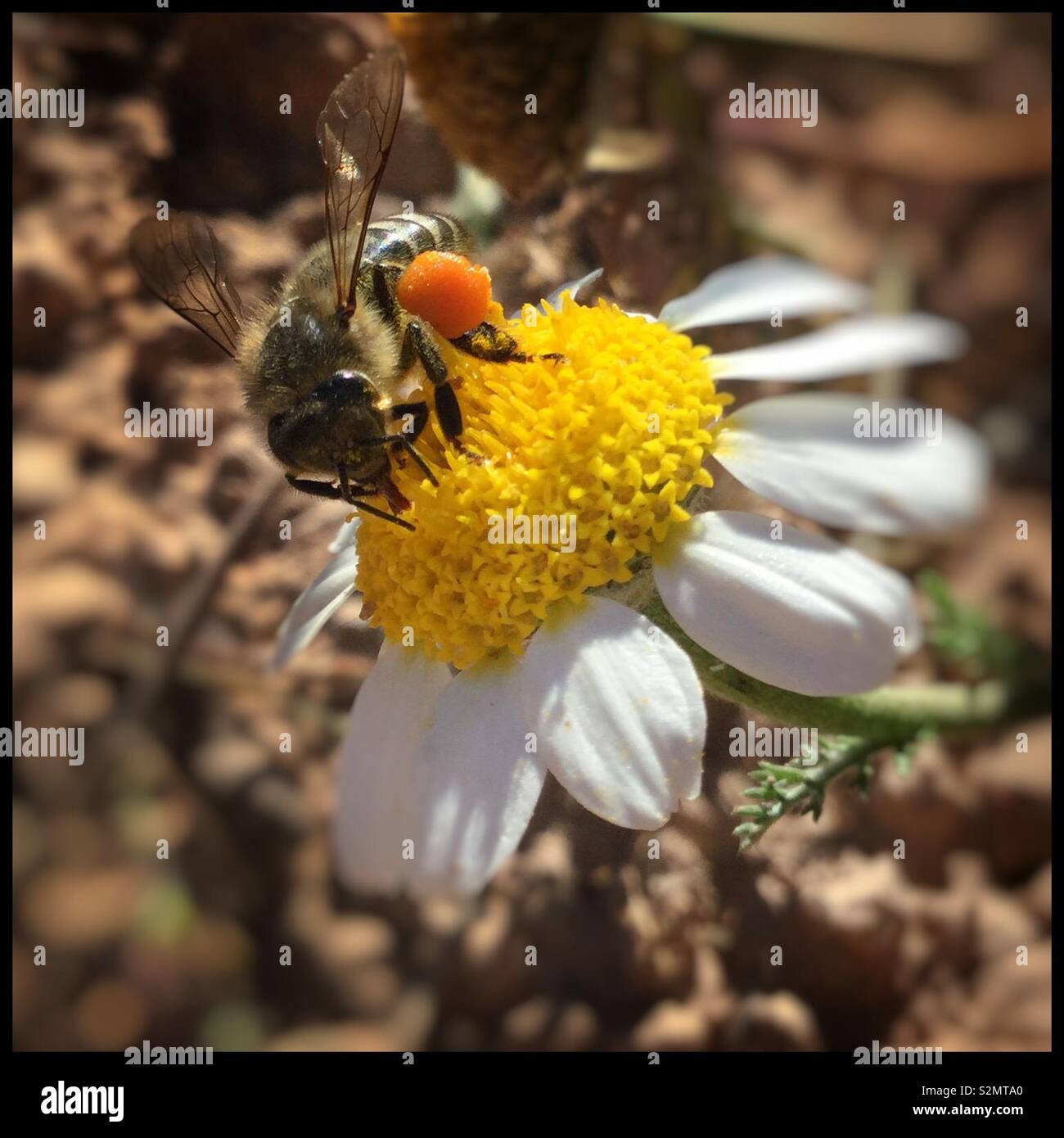 Honig Biene mit Pollen Säcke auf einer Daisy, Katalonien, Spanien. Stockfoto