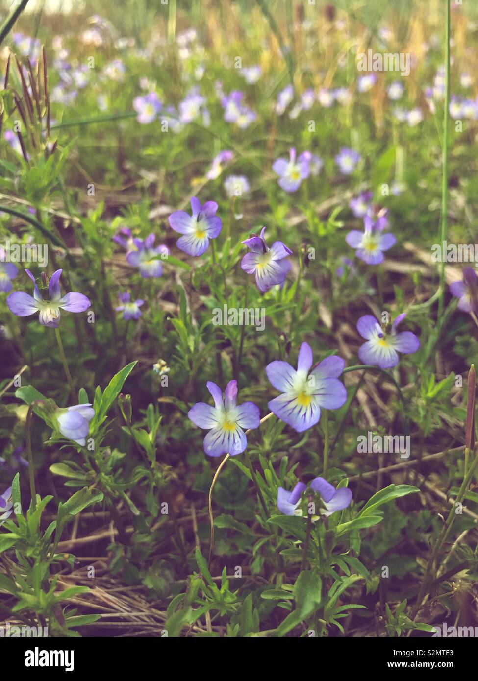 Lavendel farbige Wildblumen wachsen in Feld im Frühling - Smartphone-aufgenommenes Stockfoto