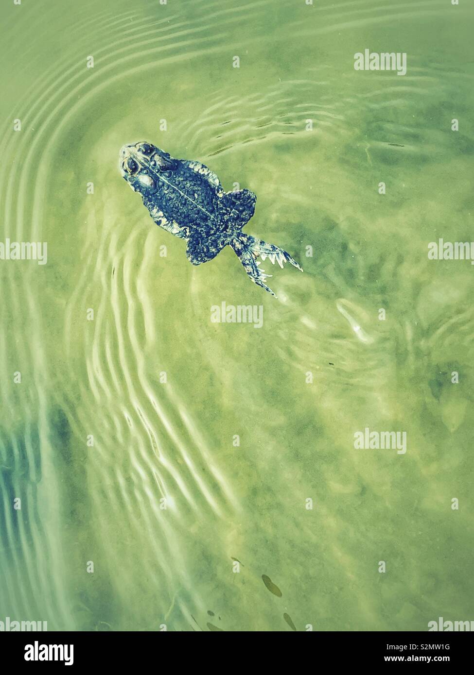 American toad Swimming in einem Teich Stockfoto