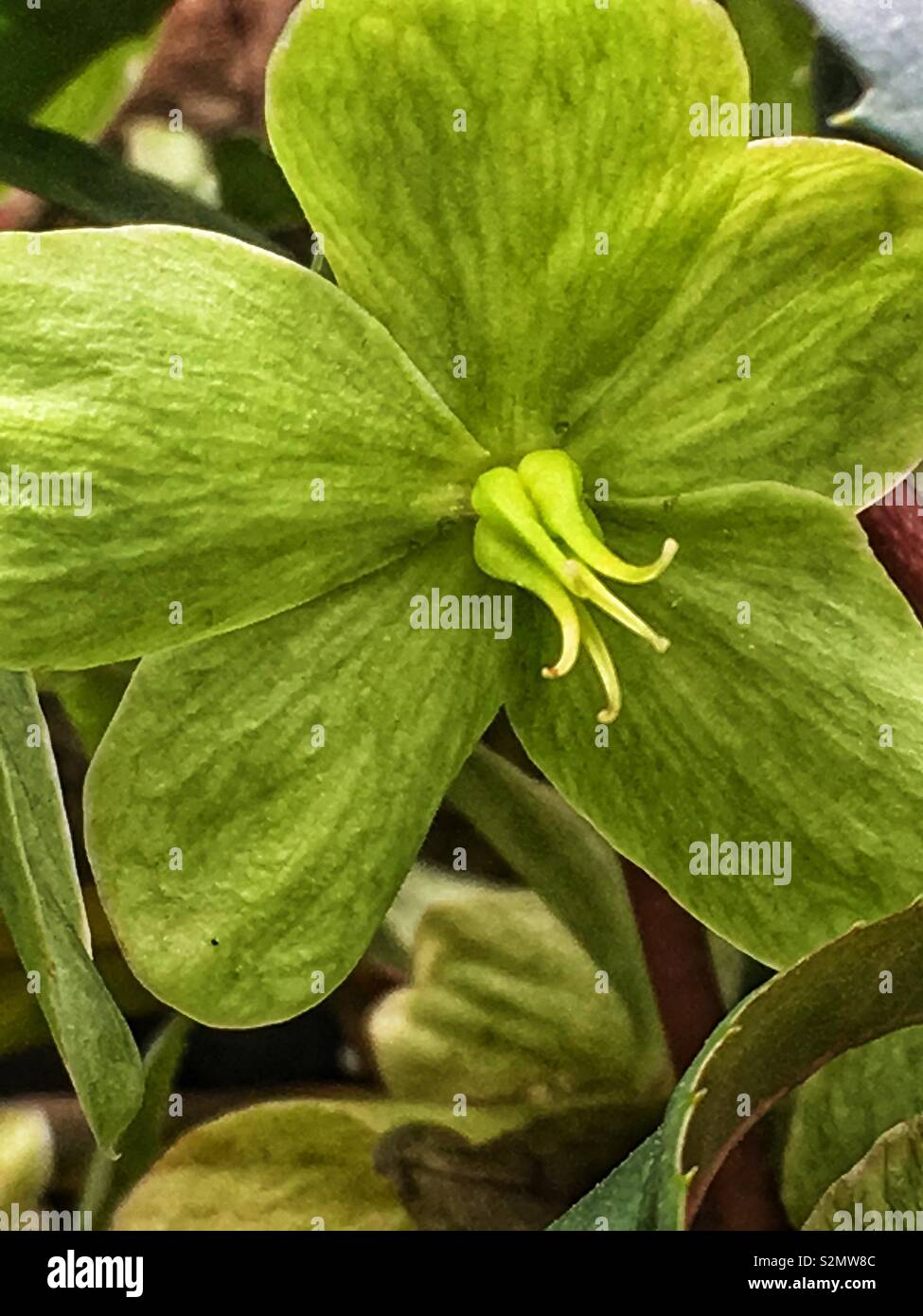 Herrliche und ungewöhnliche grüne Blume im Garten in voller Blüte wächst. Stockfoto