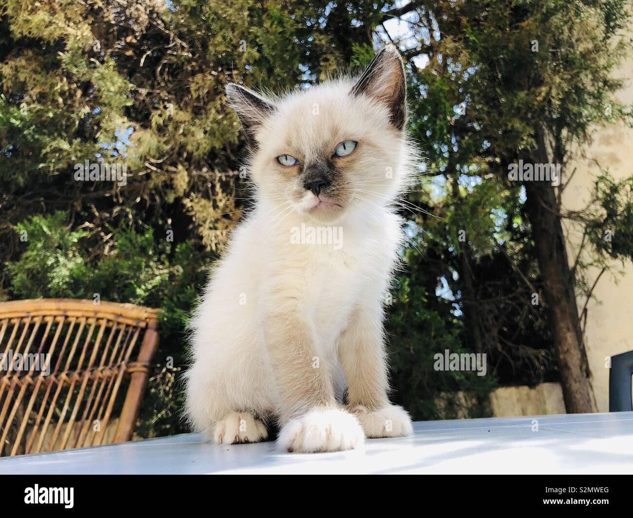 Ragdoll Kätzchen Stockfoto