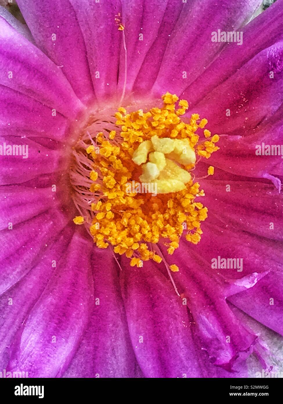 Full Frame Makro Nahaufnahme von einem hellen rosa glück Cactus Blume in voller Blüte. Stockfoto