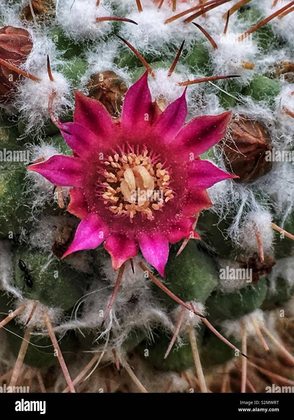 Full Frame der Mammillaria plumosa, Feder Kakteen blühen, ein saftiges Wüste plant, in voller Blüte als seltene Desert Flower. Stockfoto