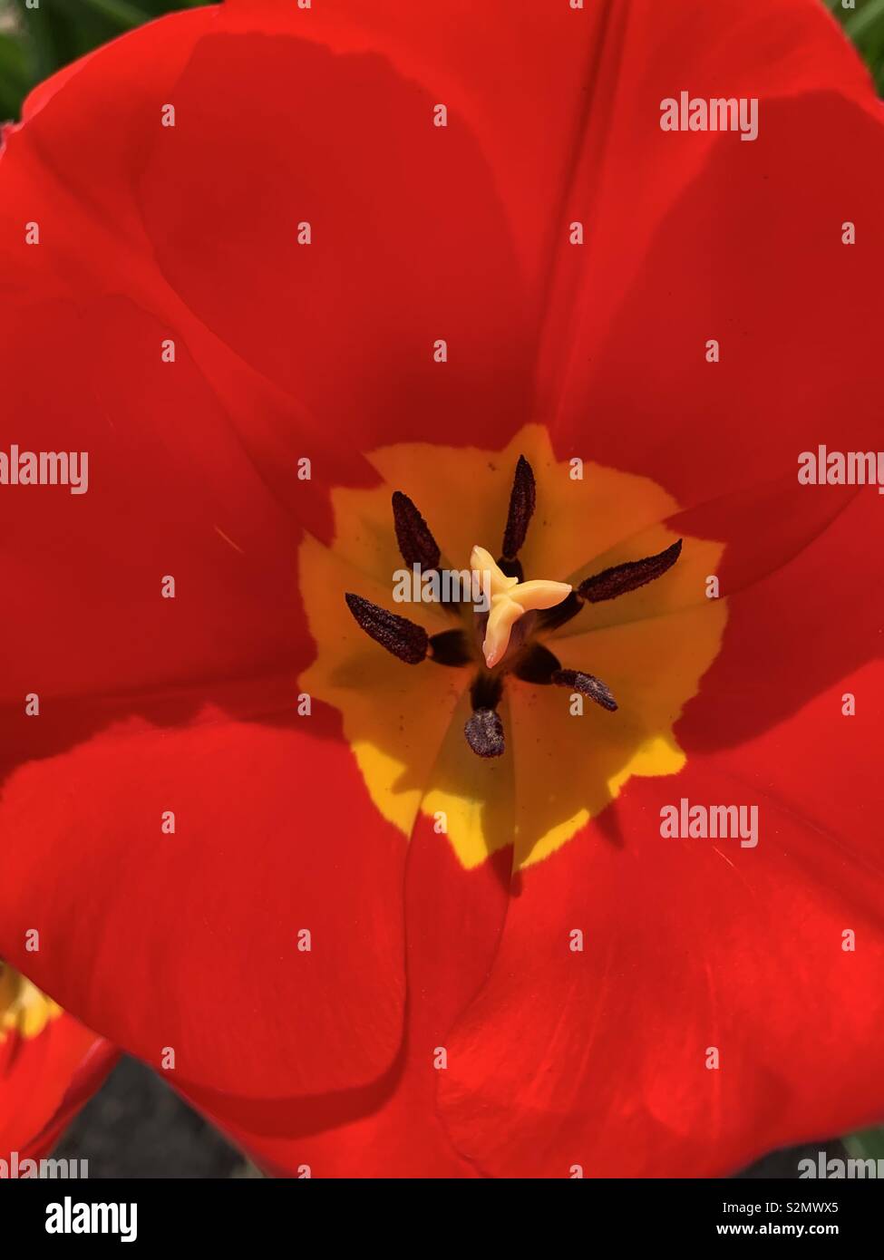 Rote Tulpe detail Stockfoto