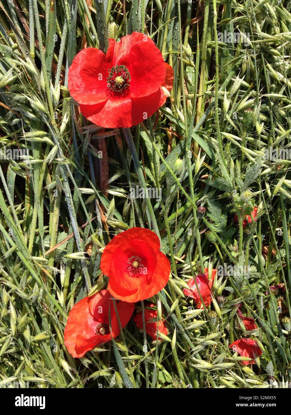 Gemeinsame Mohn (Papaver rhoeas) Blumen in einem gemeinsamen Hafer (Avena sativa) Feld - Smartphone-aufgenommenes Stockfoto