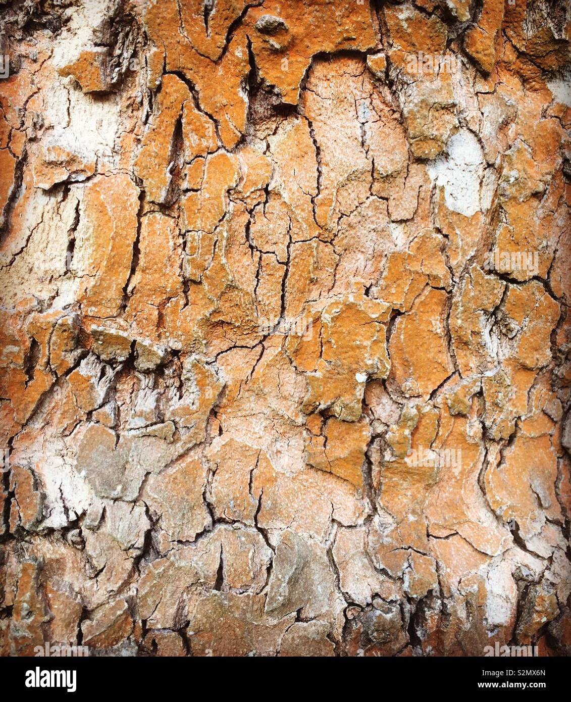 Baumrinde - Smartphone-aufgenommenes Stockfoto