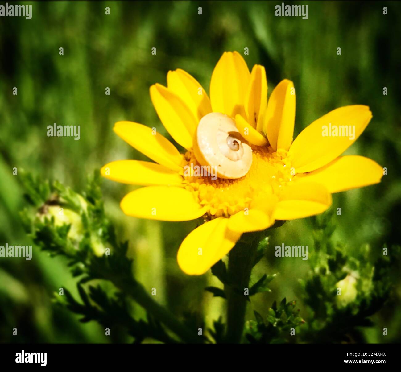 Eine Schnecke perchs auf einem gelben Daisy in der Sierra de Grazalema Naturpark in Andalusien, Spanien Stockfoto