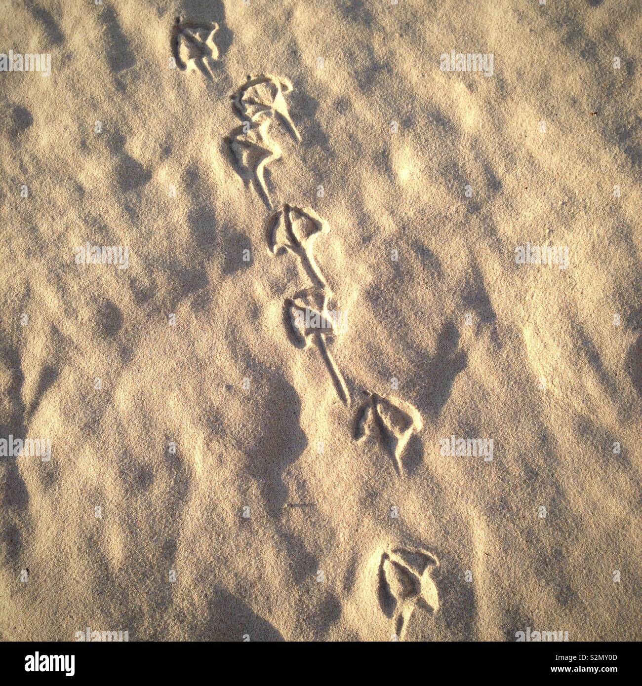 Seagull Fußspuren im Sand, die Gold Coast Beach, Queensland, Australien Stockfoto