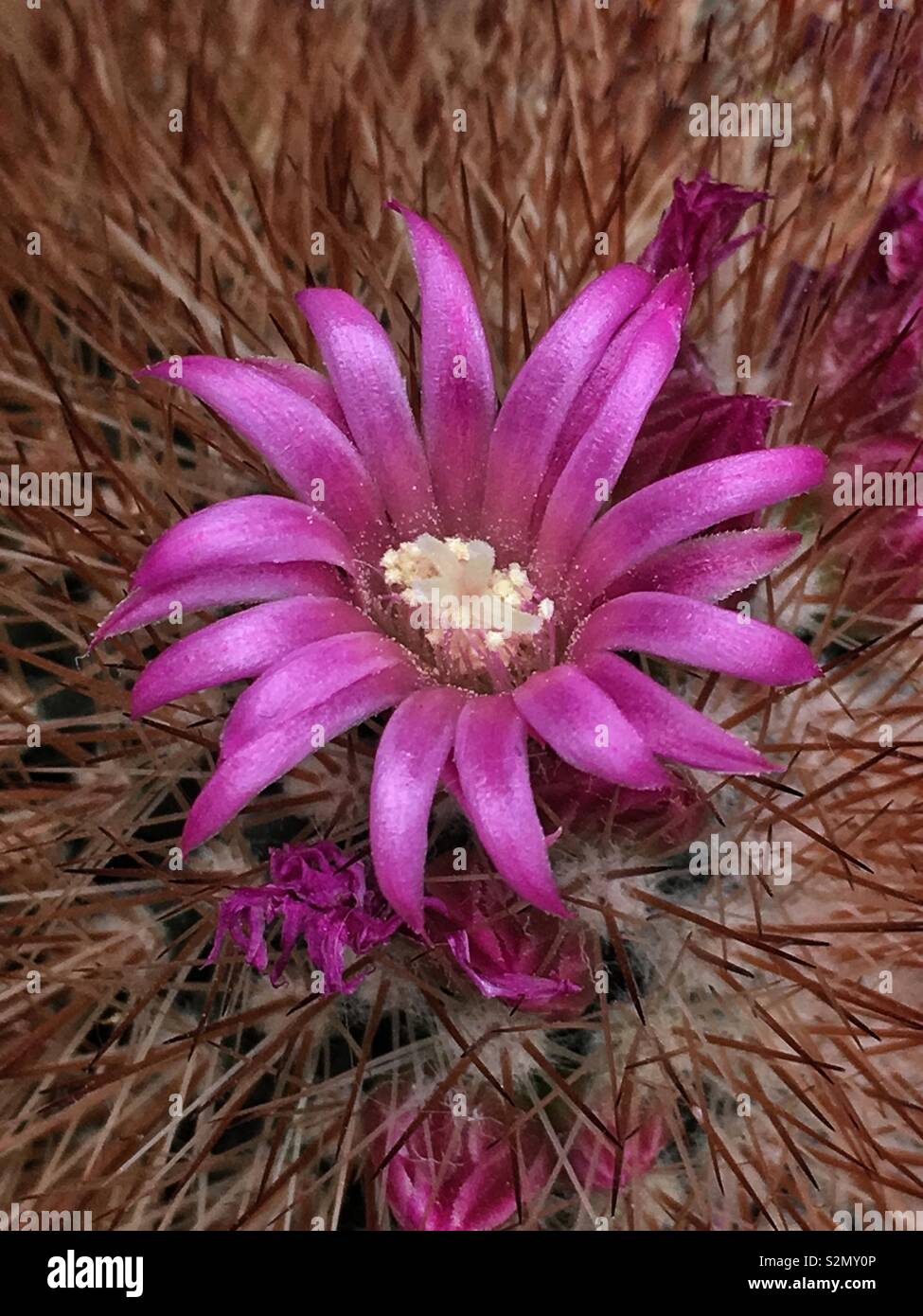 Full Frame Makro Nahaufnahme von einem hellen rosa glück Cactus Blume in voller Blüte. Stockfoto