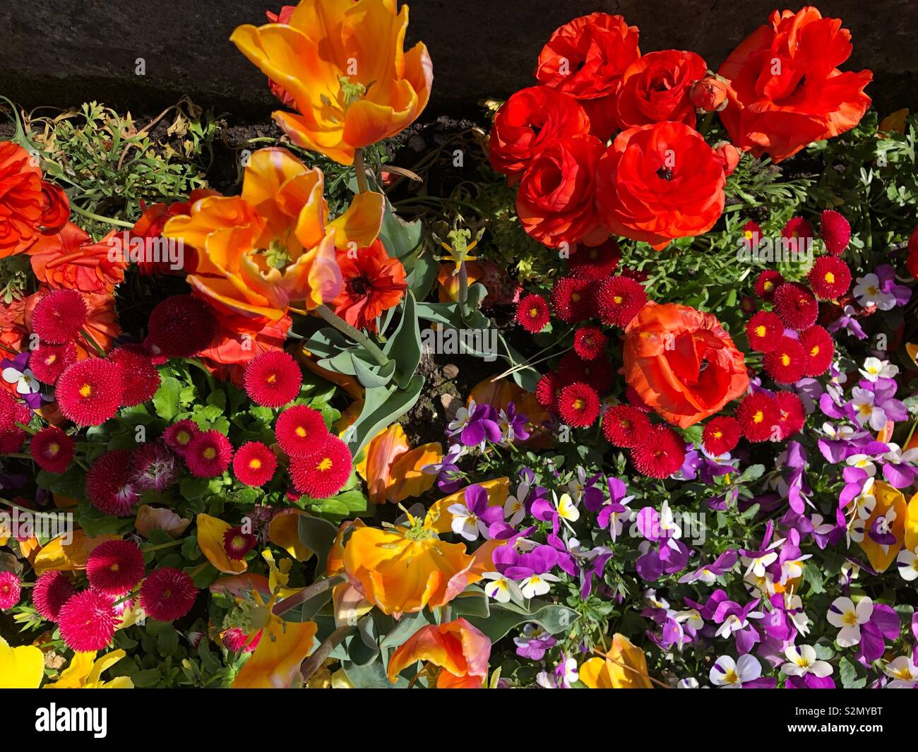 Schöner Frühling Rosen Stockfoto