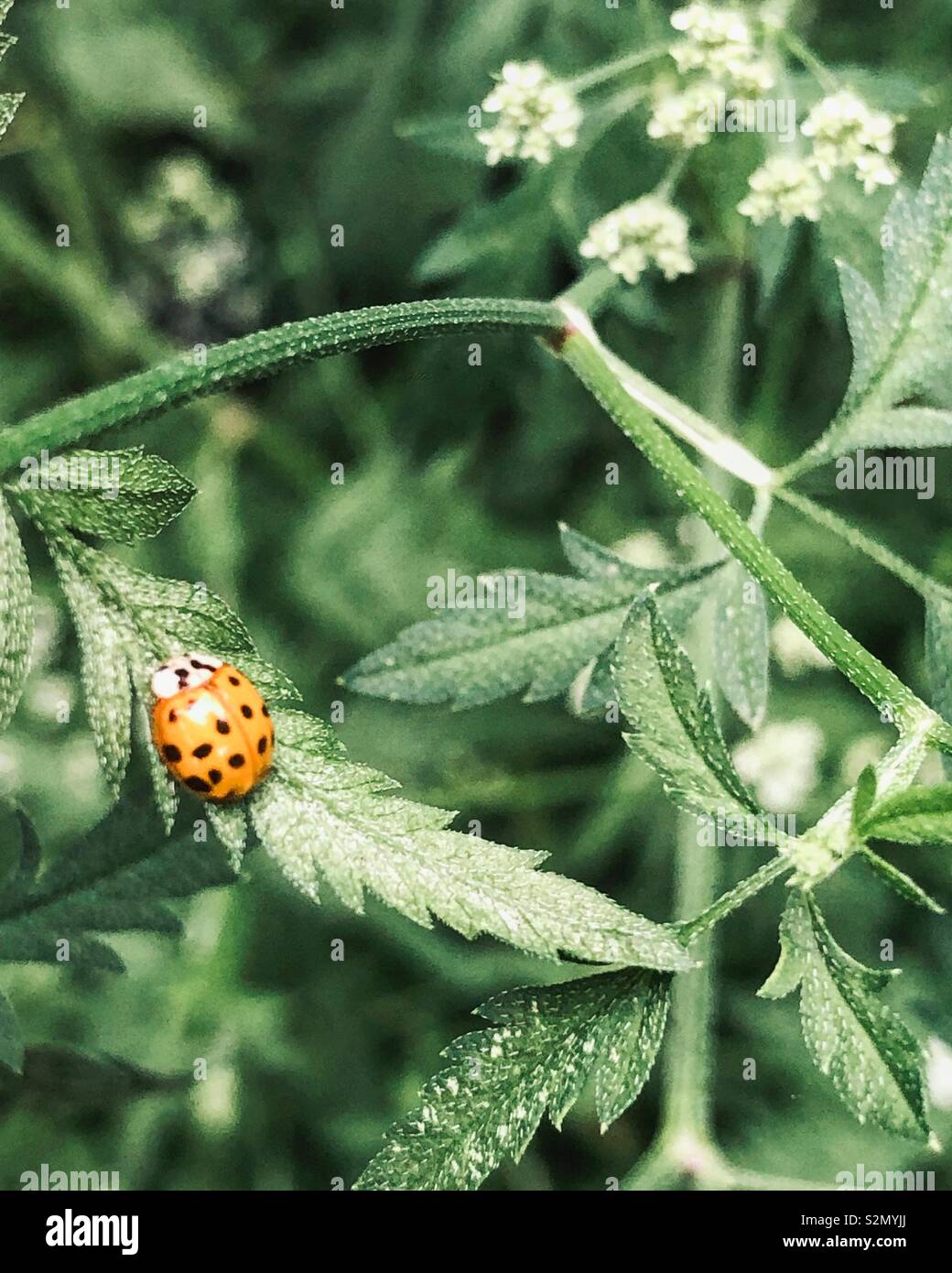 Nahaufnahme von einem gelben Marienkäfer auf wilde Blumen Stockfoto