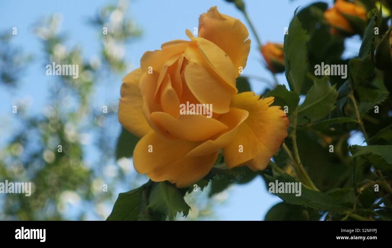 Gelbe Rose Stockfoto