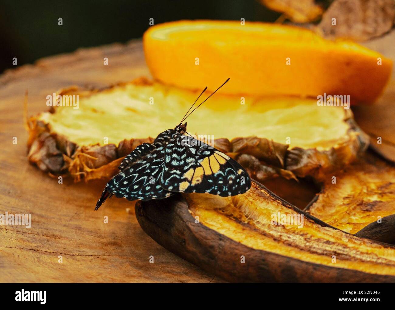 Schmetterling eine Banane essen Stockfoto