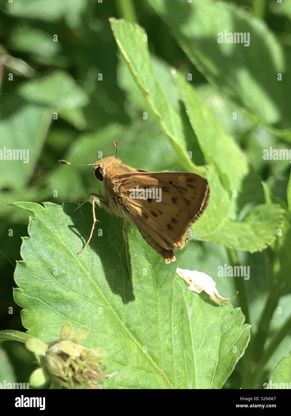 Wenig skipper Schmetterling auf grüne Pflanze Stockfoto