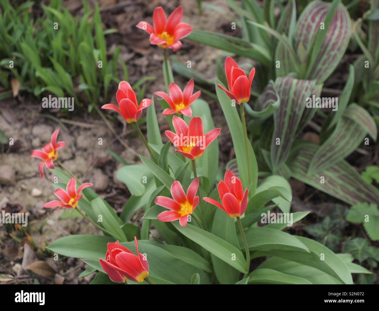 Blumen im Frühling Stockfoto