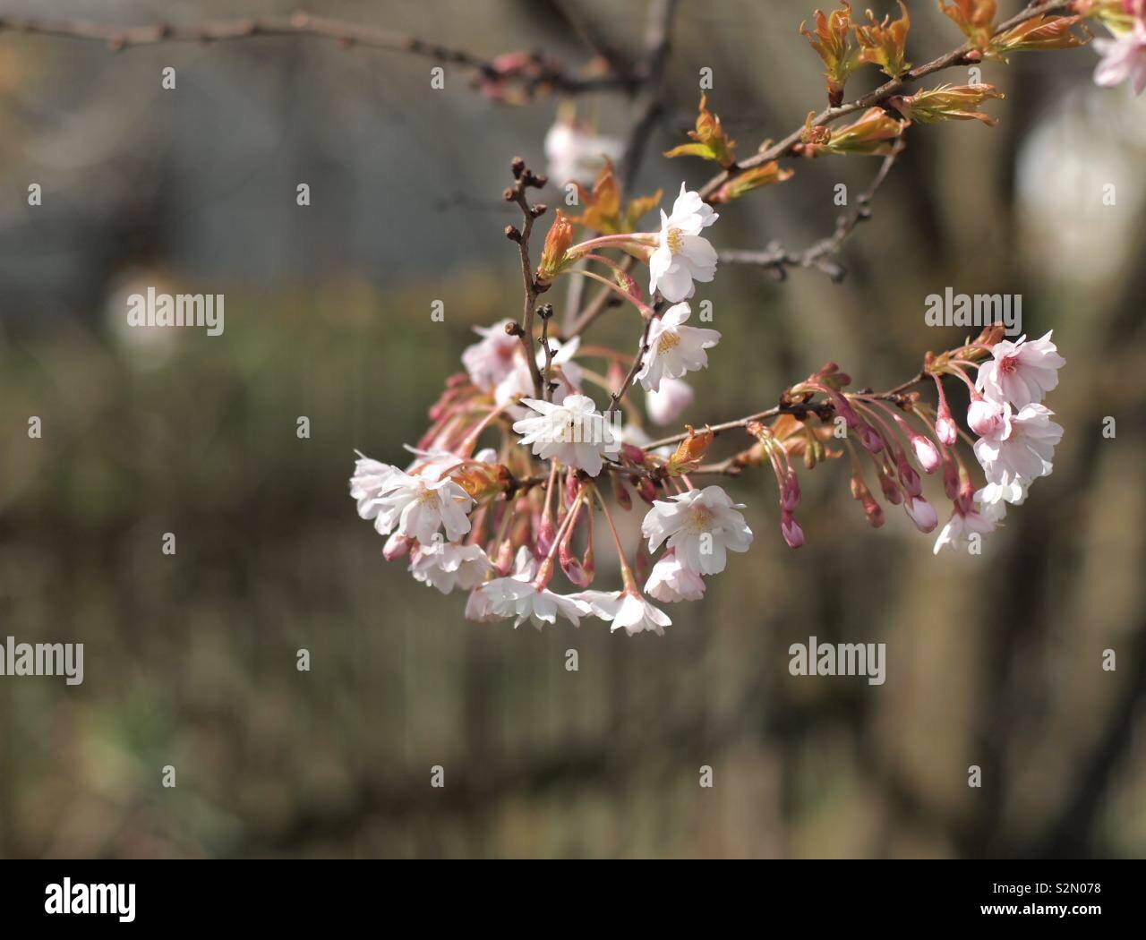 Blüten im Frühjahr Stockfoto