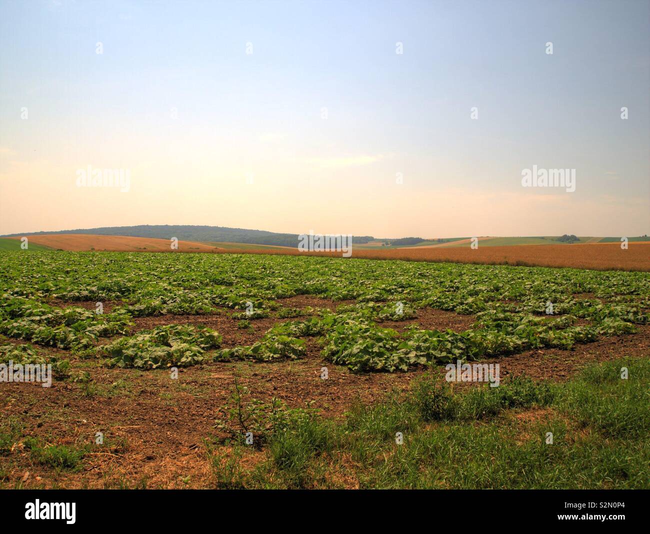 Felder im Weinviertel, HDR Stockfoto
