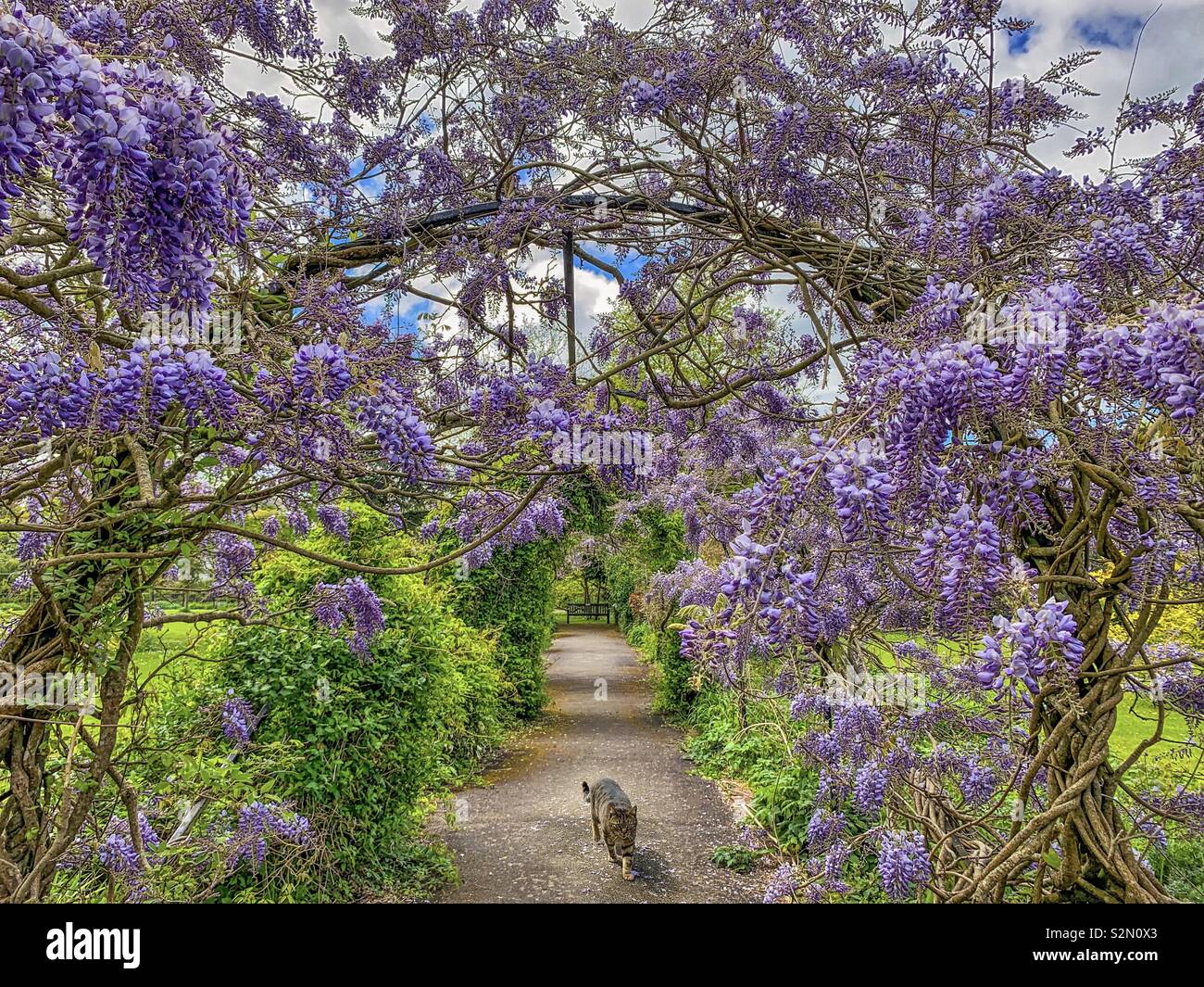 Frühling bei Tessier Gärten, Devon Stockfoto