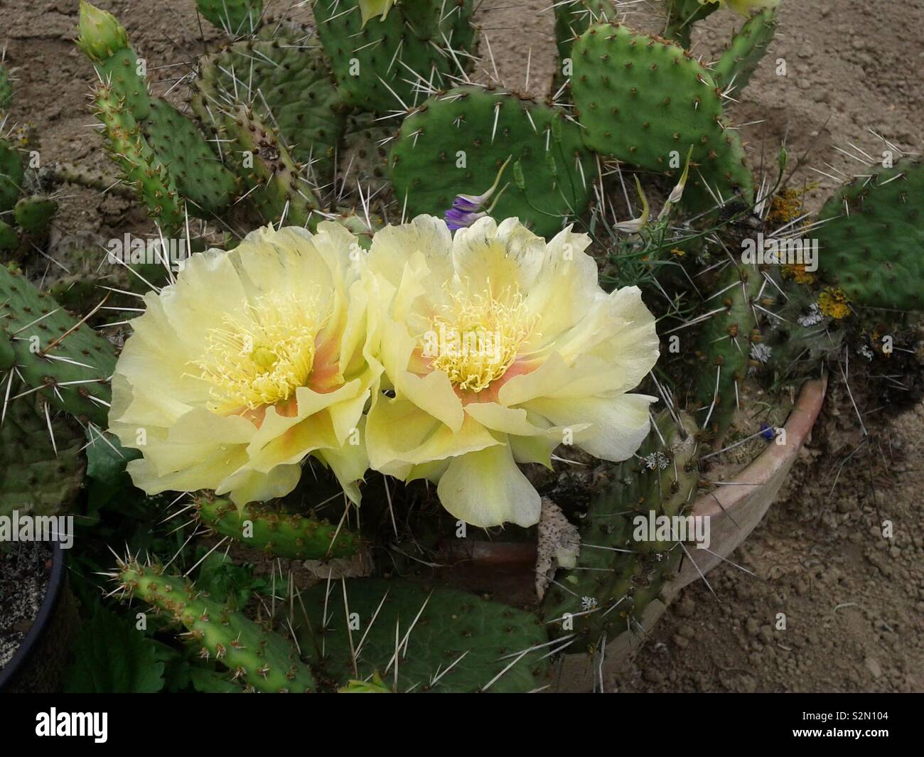 Blühender Kaktus Stockfoto