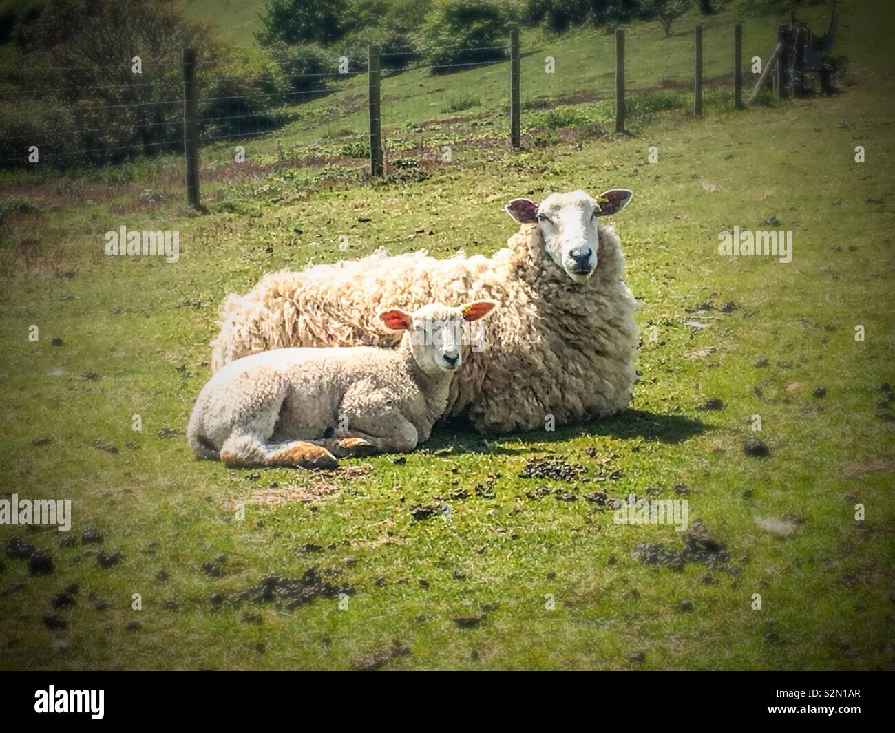 Ein Mutterschaf und Lamm genießen Sie die Frühlingssonne auf den South Downs Stockfoto