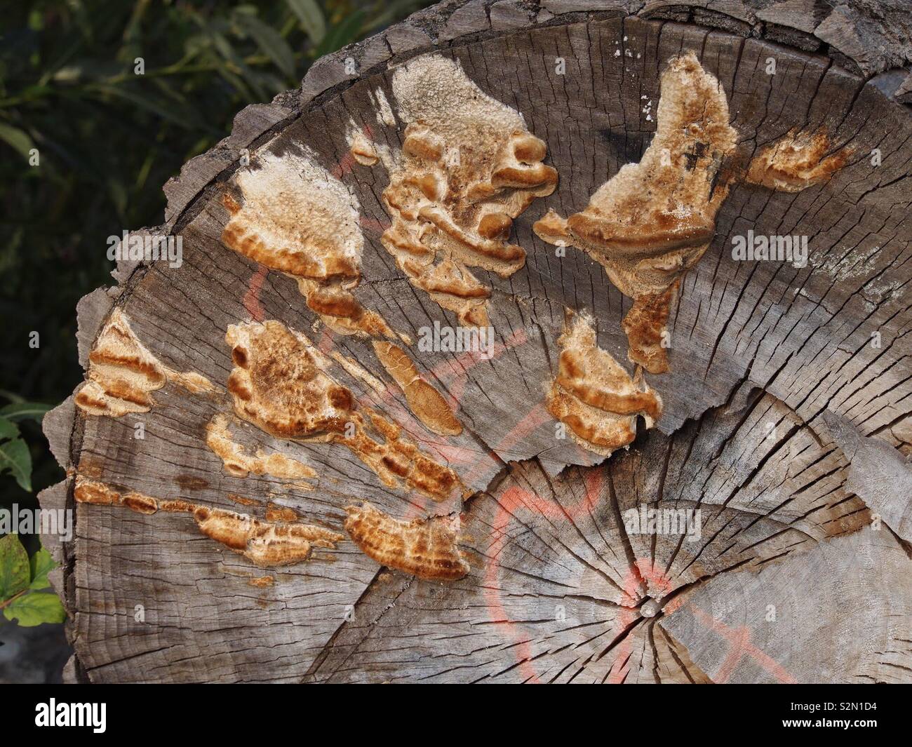 Pilz einen Baumstamm Stockfoto
