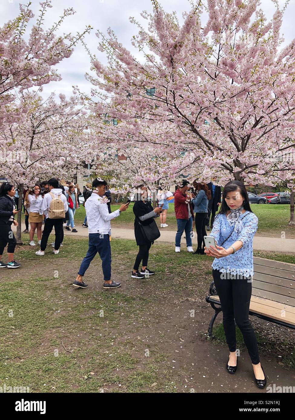 Kirschblüten in voller Blüte. - Smartphone-aufgenommenes Stockfoto