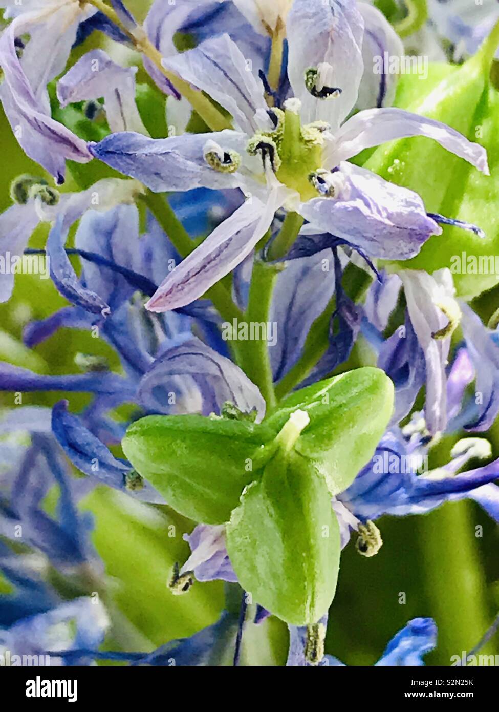 Bluebells letzte Tage - Smartphone-aufgenommenes Stockfoto