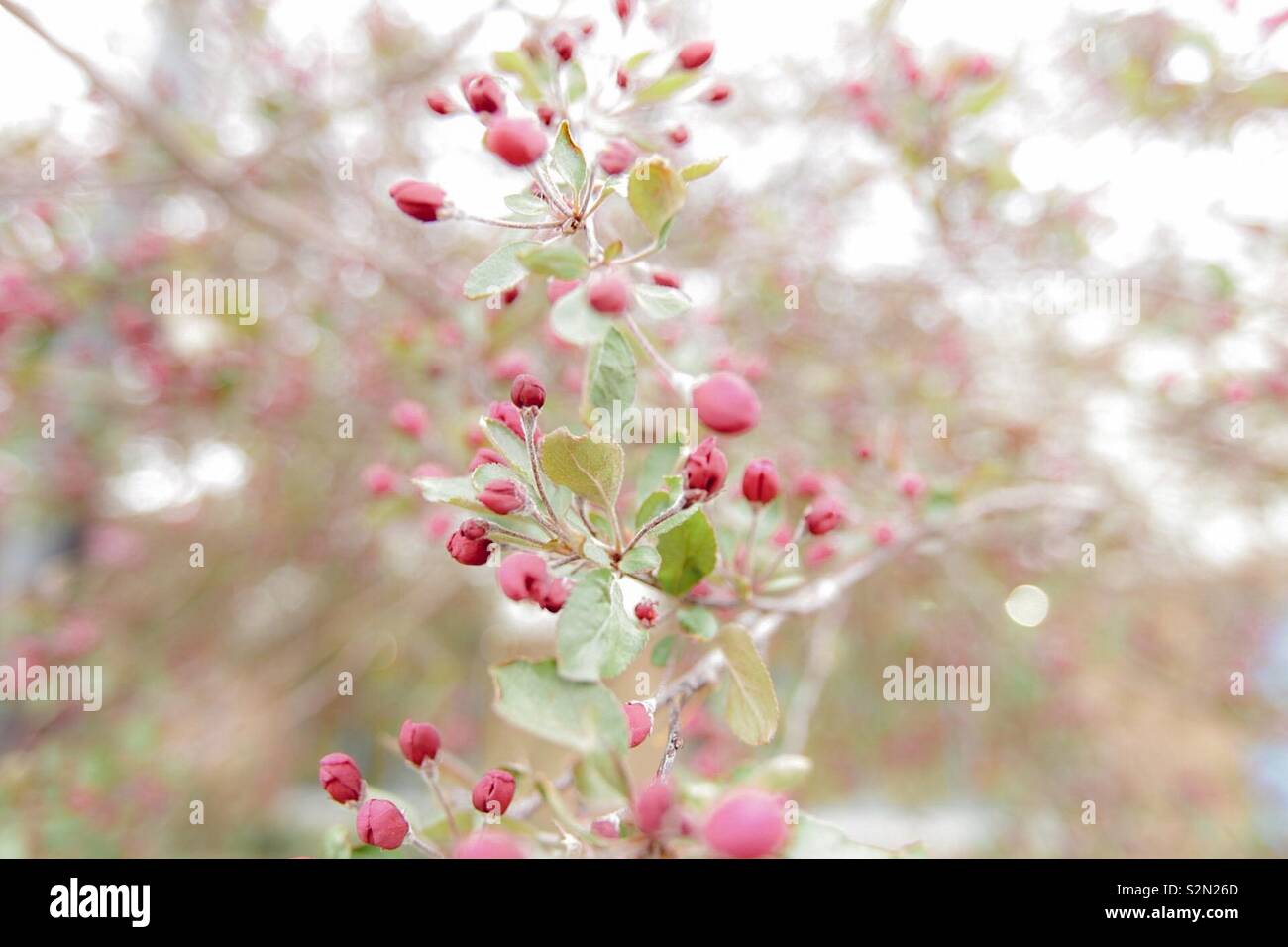 Blühende Blumen im Frühling Stockfoto
