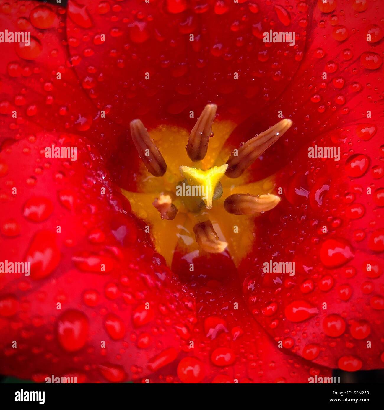 Nasse Tulip an einem regnerischen Tag Stockfoto