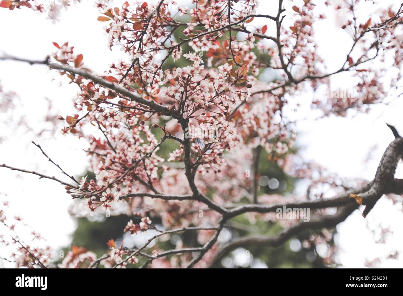 Blühende Blumen auf Baum Stockfoto