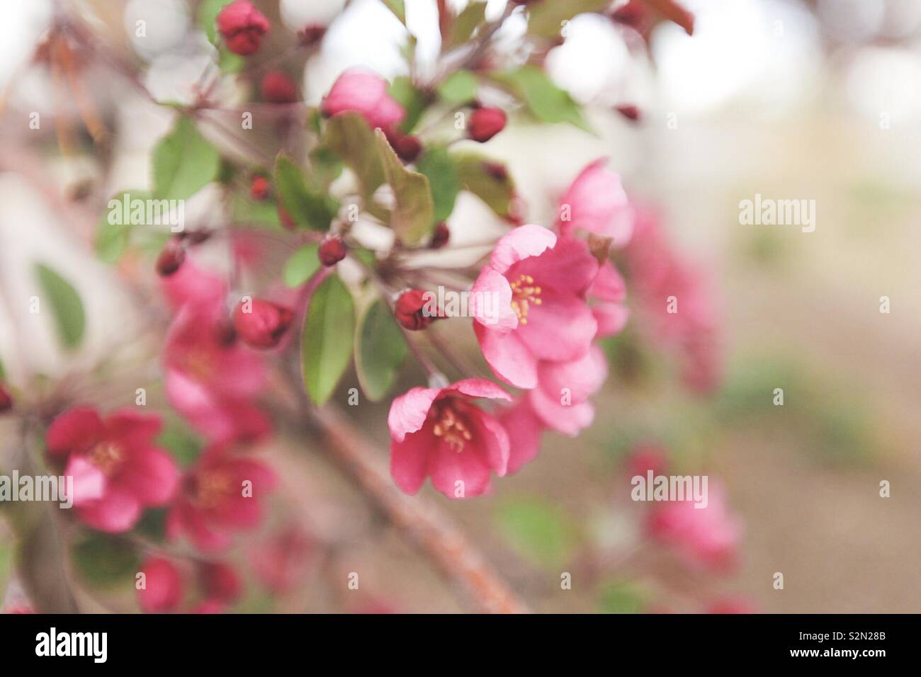 Rosa Blüten am Baum Stockfoto