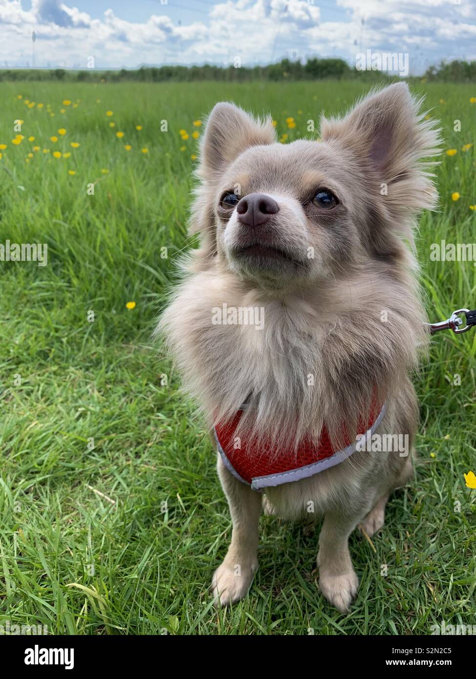 Chihuahua Hund sitzen in buttercup Feld Stockfoto