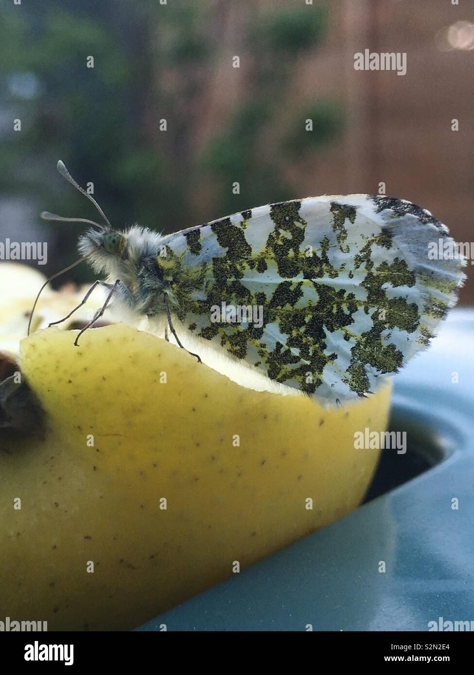 Orange Tip butterfly Fütterung auf einem Apple an einem heißen Tag im Sommer. Stockfoto