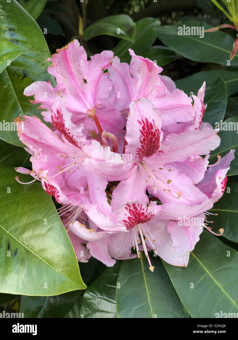 Ein solitaire Blume in der Mitte der Pflanzen an der Greenwich Park, London - Smartphone-aufgenommenes Stockfoto