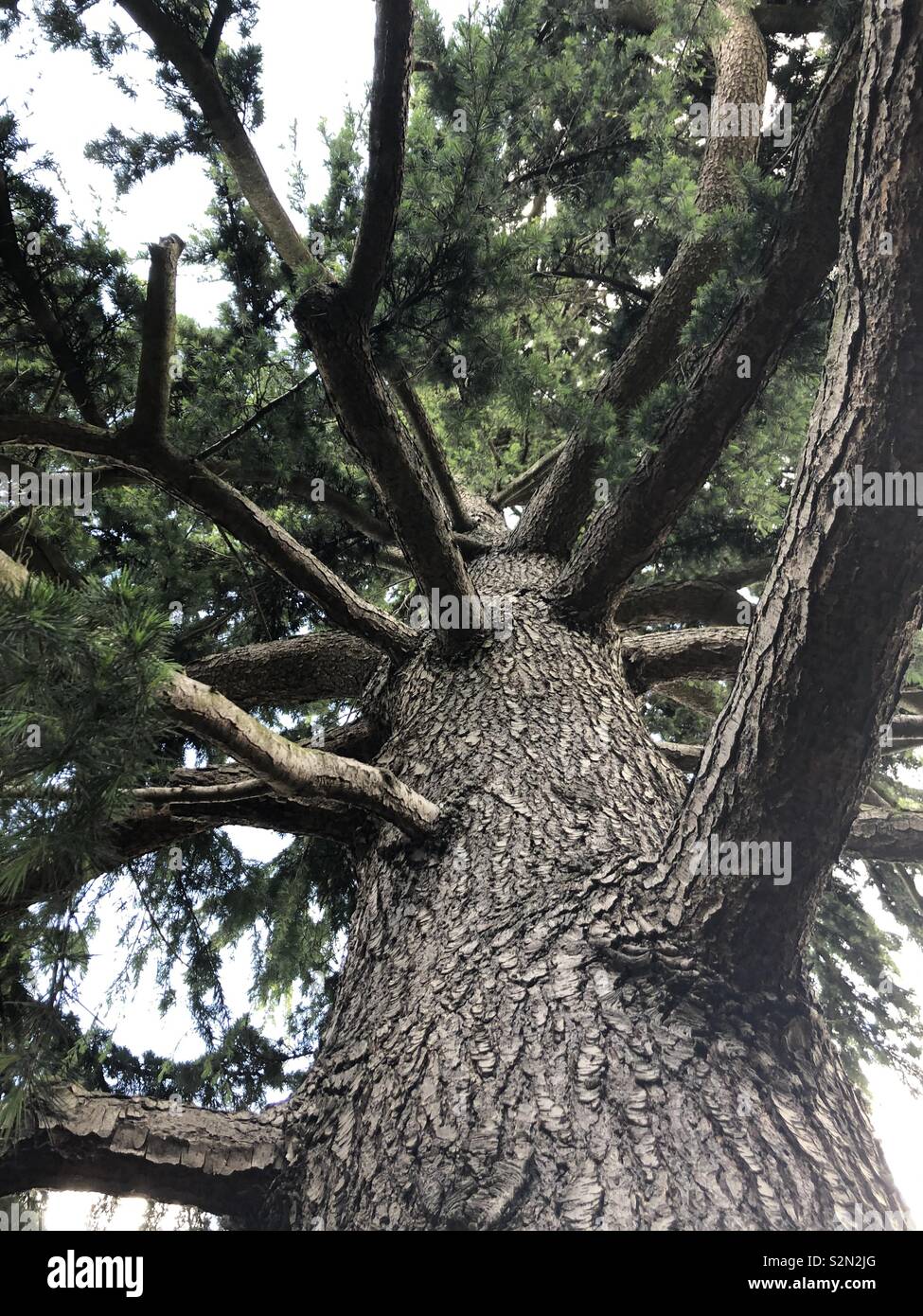 Unter dem Baum an den Greenwich Park, London - Smartphone-aufgenommenes Stockfoto