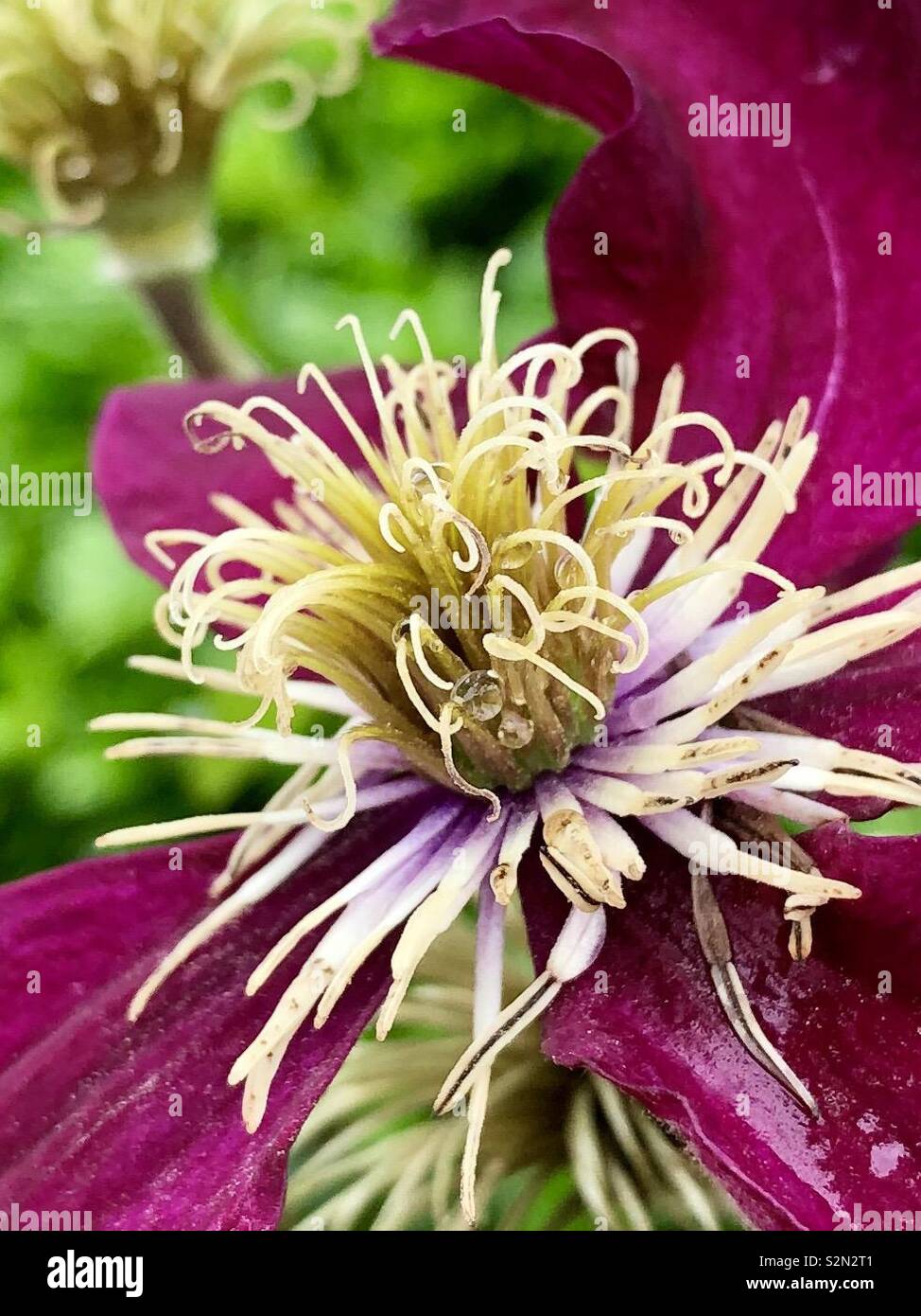 Nahaufnahme des lebendigen Nass fuchsia gefärbt Clematis. Die Komposition ist eine anmutige Bewegung wie Effekt. Stockfoto