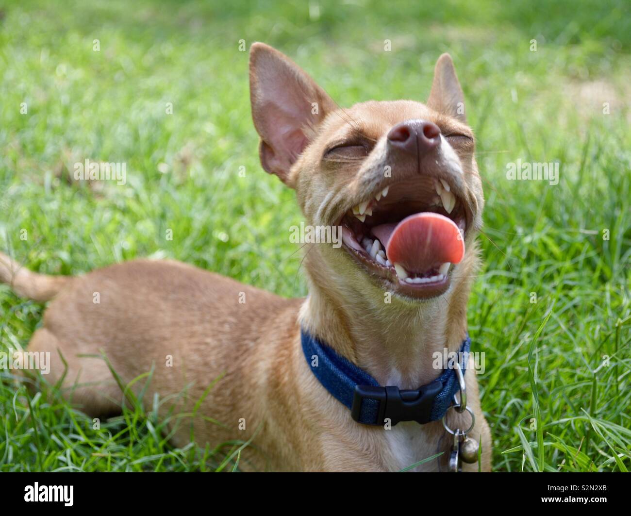 Gerne chihuahua Verlegung im grünen Gras. Stockfoto