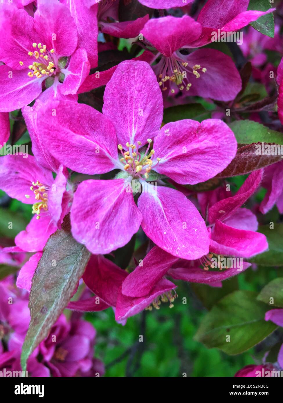 Schöne perfekte Frühling rosa apple tree Blüten wachsen auf dem Apfelbaum. Stockfoto