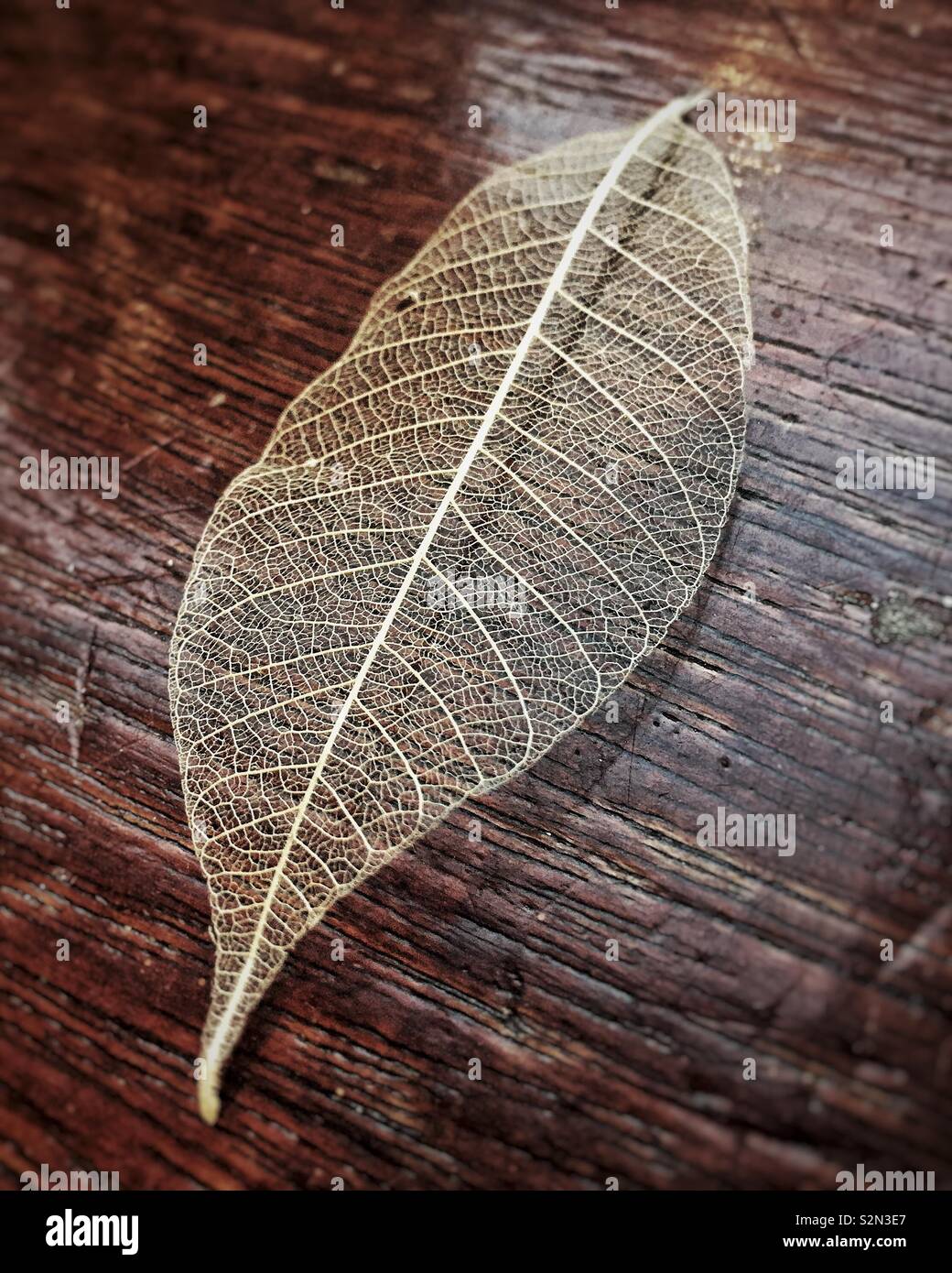 Blatt-Skelett Stockfoto