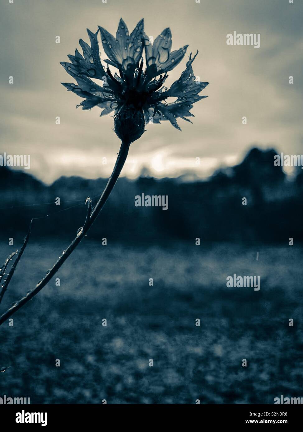 Blau sepia getont Foto von Bachelor- taste Blume mit Fading Sun im Hintergrund Stockfoto