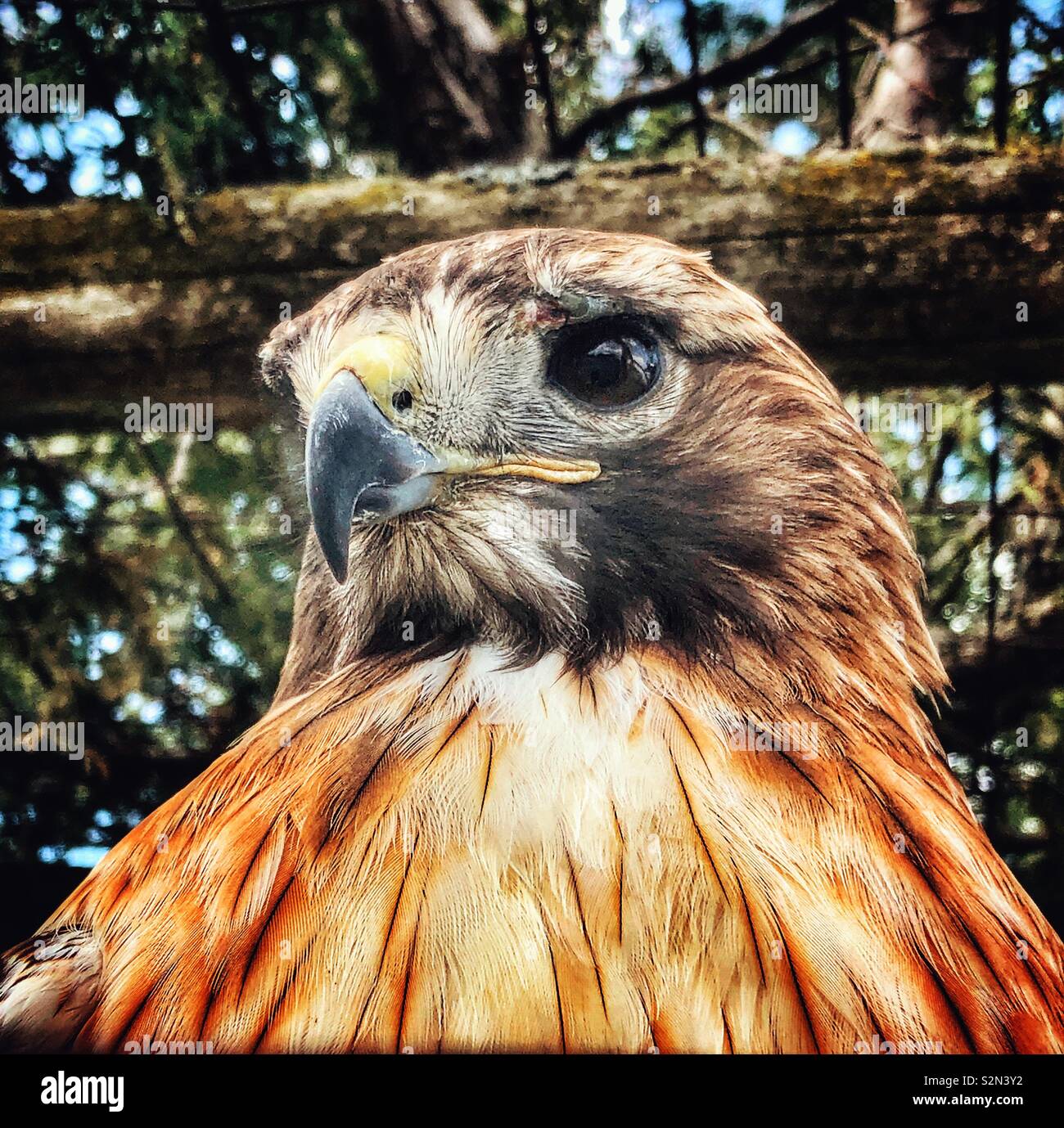 Red-tailed hawk Closeup Portrait Stockfoto