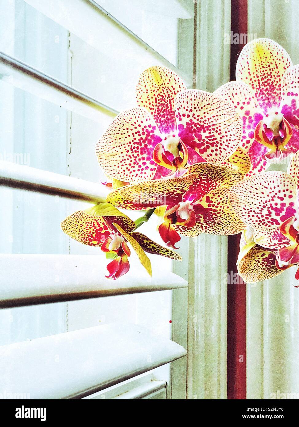 Orchideen Blüten von einem hell erleuchteten Fenster mit Jalousien öffnen - Smartphone-aufgenommenes Stockfoto